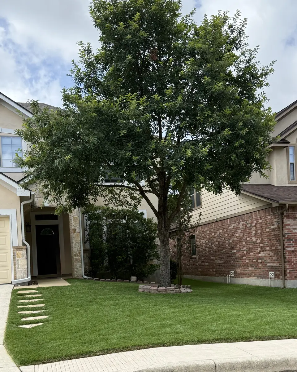 Front lawn freshly mowed by Rivera's Lawn Services, with a shade tree and stepping stones